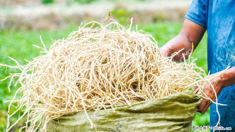 堪称“最难吃”的蔬菜,却是 “抗辐射神器”,还能护肺、清热、止咳化痰! - 张北生活资讯 - 张北28生活网 zhangbei.28life.com