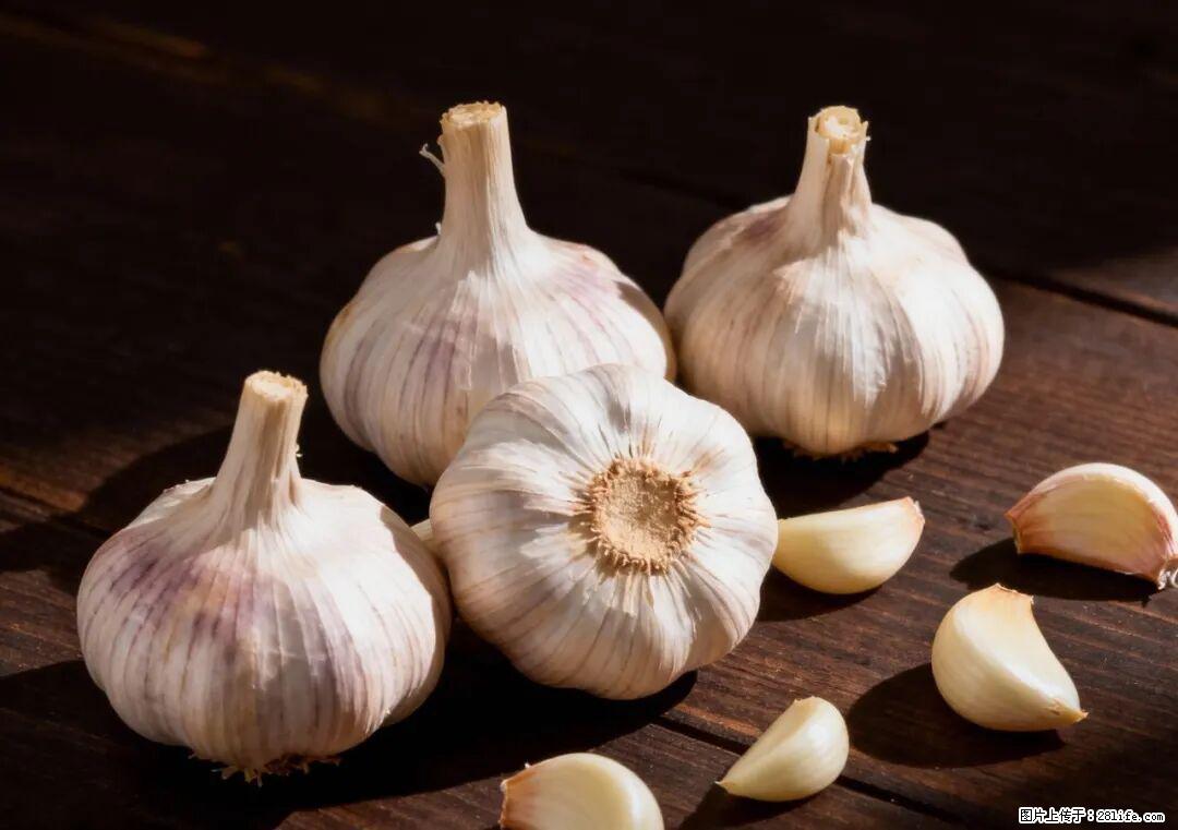 关于大蒜，除了“天然抗生素”，这4个谣言更该警惕! - 张北生活资讯 - 张北28生活网 zhangbei.28life.com