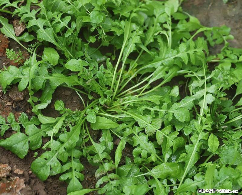 这些蔬菜是“天然钙片”，这6种被医生重点推荐 - 张北生活资讯 - 张北28生活网 zhangbei.28life.com