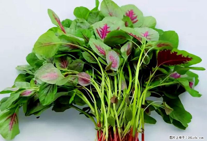 这些蔬菜是“天然钙片”，这6种被医生重点推荐 - 张北生活资讯 - 张北28生活网 zhangbei.28life.com