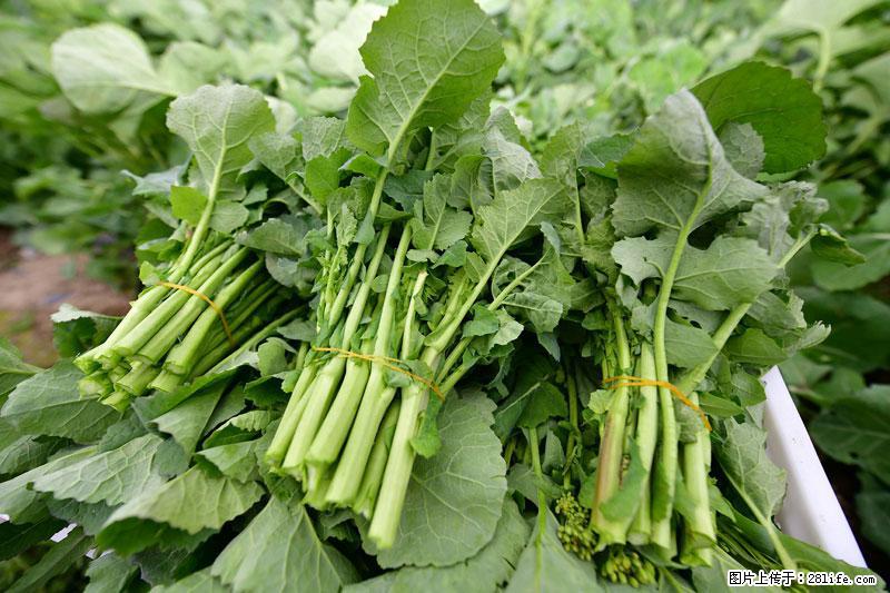 这些蔬菜是“天然钙片”，这6种被医生重点推荐 - 张北生活资讯 - 张北28生活网 zhangbei.28life.com